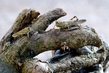 Two grasshoppers in the branches of a tree