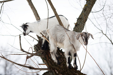 Козлята на дереве