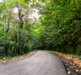 asphalt road in summer forest.