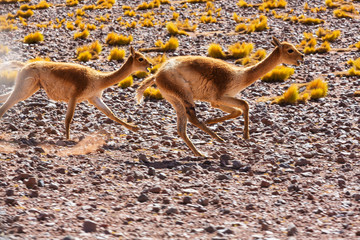Guanaco © Galyna Andrushko