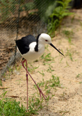 black-winged stilt.