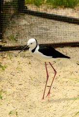 black-winged stilt.