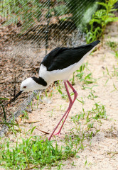black-winged stilt.