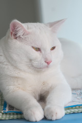 White fat cat you are looking for .