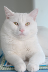 White fat cat you are looking for .