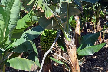 Banana plantation On La Palma. Canary Islands. Spain.