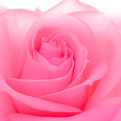 Beautiful Pink Rose Close up. Macro Flower Background Image