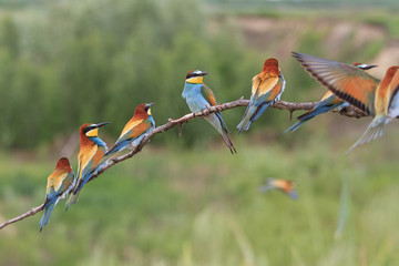 colored flock of birds/colored flock of birds sitting on a branch on a sunny day