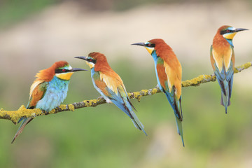 Family colored birds/Family colored bird resting on a tree