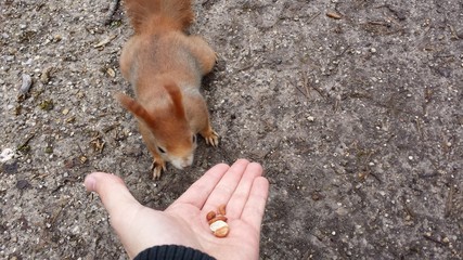 instant eichhoernchen fuettern IV
