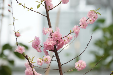 Весенние цветы на выставке в оранжерее в ботаническом саду