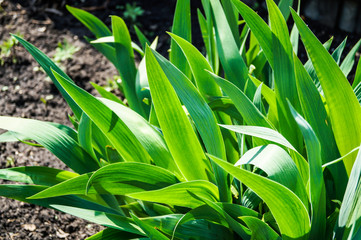 Obraz premium flower leaves