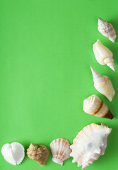Seashells on a sheet of shaggy paper