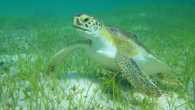 Turtle at the sea