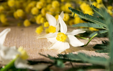 Мимоза и Нарциссы.Поздравление с международным женским днем 8 марта