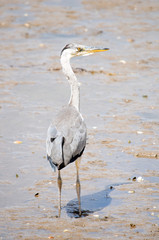 Grey heron looking
