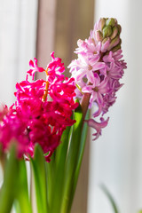 Pink Hyacinth, Hyacinthus orientalis.