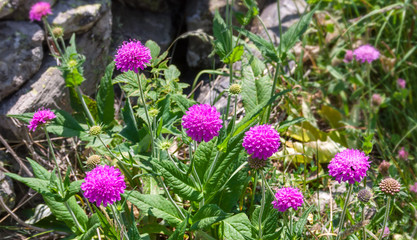 Fototapeta premium Flowers in alpine meadow.