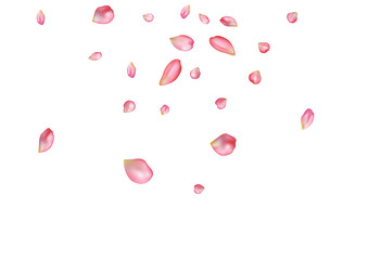 Abstract background with flying pink rose petals.