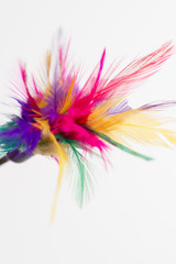 Obraz premium Feathered toy for cats over white background