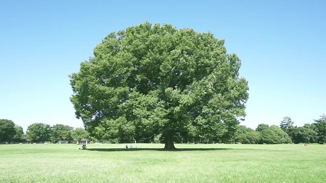 風に吹かれる公園の樹