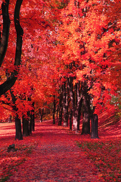 color autumn forest