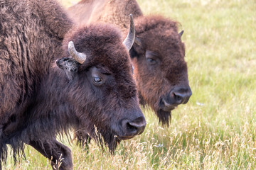 Fototapeta premium Closeup of the face of a bison in Custer State Park, South Dakota