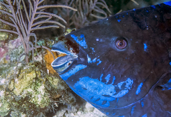 midnight parrotfish,Scarus coelestinu