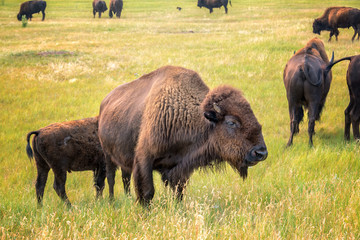 Herd of bison in Custer State Park, South Dakota