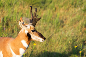 Closeup of a pronghorn antelope in Custer State Park in South Dakota