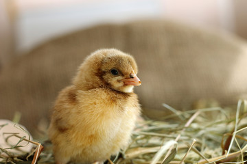 Close-up photo of cute brown chicken