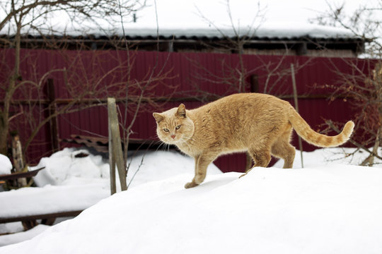 Image of red cat in mating season