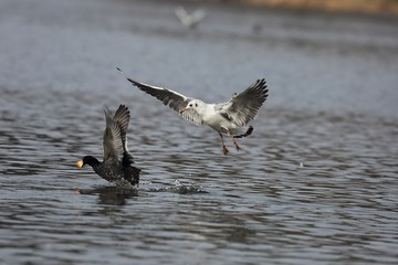 Seagull and Eurasian coot - the fight for food.