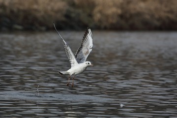 Seagull in flight.