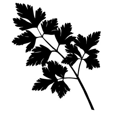 black parsley sprig silhouette on white clip art preview