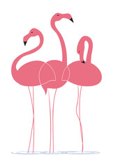 Pink flamingos on a white background