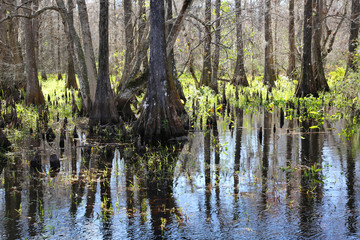 Sumpflandschaft im Wildpark Florida
