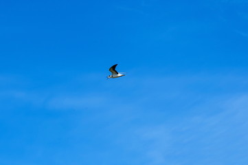 Rabisha  lake and  mediterranean Gull (Larus melanocephalus) flying against a blue sky, Bulgaria 