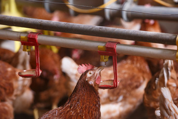 Farm chicken in a barn, drinking from waterer