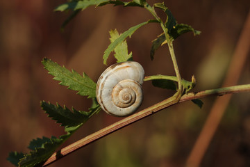 White snail shell on the twig with green leaves
