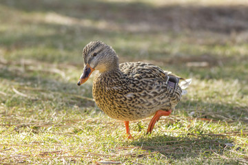 Female mallard stands in park.