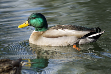 Male mallard swims in pond.