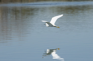 Egret flying over the pond creating a reflection