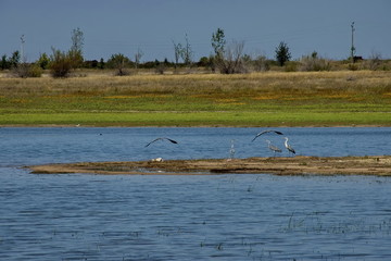 Rabisha  lake and group heron bird relax at the water s  peninsula and two flying toward shore, Bulgaria. 