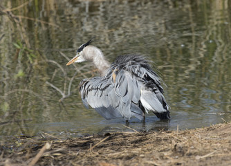 Heron ruffling and shaking his feathers at the edge of the pond