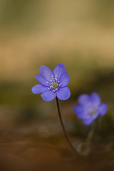 Fototapeta premium Leberblümchen