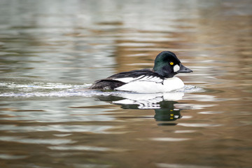Beautiful Common Goldeneye in pond.