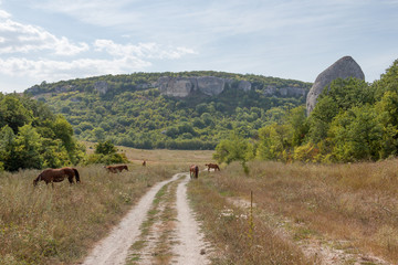 Crimea, Cave city Eski-Kermen. Landscape with a mountain dirt road and grazing horses on a hot summer day