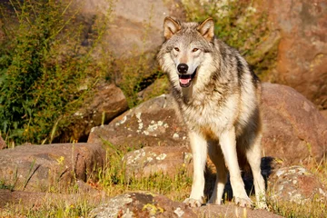 Zelfklevend Fotobehang Wolf Grijze wolf (Canis lupus)