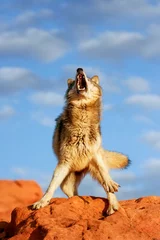 Papier Peint photo autocollant Loup Gray wolf (Canis lupus)